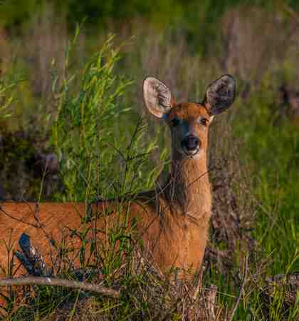 Máxima protección para ciervo del Delta del Paraná