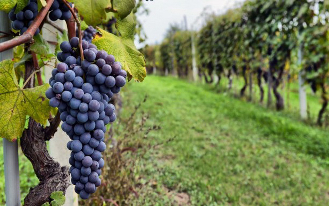 Ambiente promueve la sostenibilidad vitivinícola | PRESENTE RSE