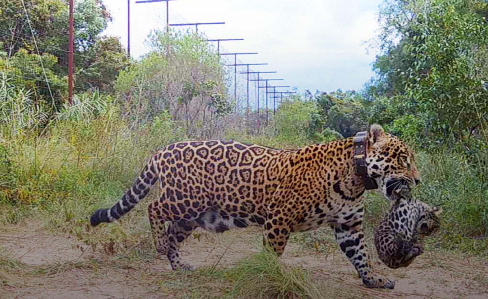 Tras 70 años de extinción, nacieron dos yaguaretés silvestres en los Esteros del Iberá - PRESENTE RSE