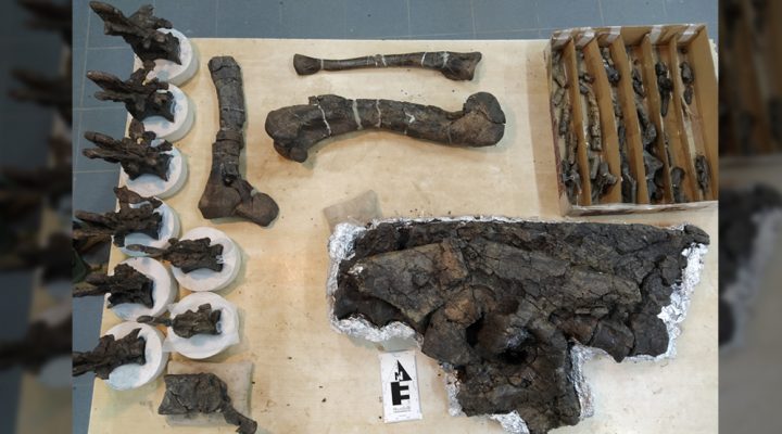 Restos fósiles de Koleken inakayali. Foto: Amalia Villafañe.